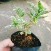 Sam Hương Cẩm Thạch bonsai để bàn - cây cảnh mini sang trọng, chỉ 65.000 VND 9