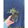 Sam hương lá cẳm thạch mini, cây trang trí hương thơm, chỉ 60.000 VND