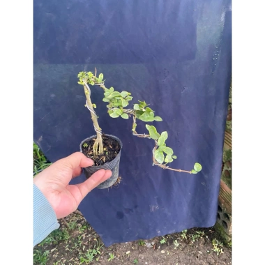 Sam hương lá cẳm thạch mini, cây trang trí hương thơm, chỉ 60.000 VND 2