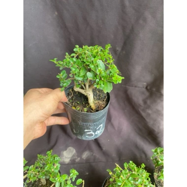 Sam hương nhỏ cao 5-12cm - Thơm ngát, giá ưu đãi 59.000 VNĐ, chất lượng cao
