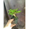 Sam hương nhỏ cao 5-12cm - Thơm ngát, giá ưu đãi 59.000 VNĐ, chất lượng cao 2