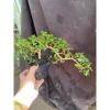 Sam hương nhỏ cao 5-12cm - Thơm ngát, giá ưu đãi 59.000 VNĐ, chất lượng cao 3