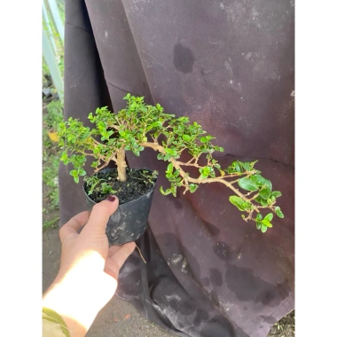 Sam hương nhỏ cao 5-12cm - Thơm ngát, giá ưu đãi 59.000 VNĐ, chất lượng cao