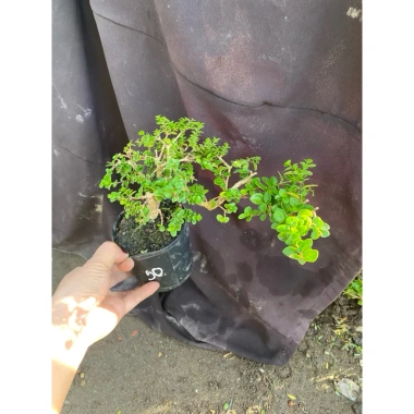 Sam hương nhỏ cao 5-12cm - Thơm ngát, giá ưu đãi 59.000 VNĐ, chất lượng cao 4 Sam hương nhỏ cao 5-12cm - Thơm ngát, giá ưu đãi 59.000 VNĐ, chất lượng cao 4