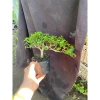 Sam hương nhỏ cao 5-12cm - Thơm ngát, giá ưu đãi 59.000 VNĐ, chất lượng cao 5