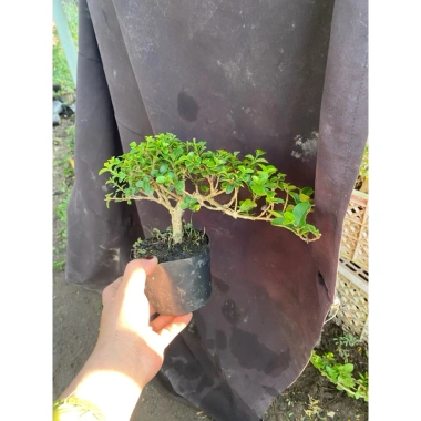 Sam hương nhỏ cao 5-12cm - Thơm ngát, giá ưu đãi 59.000 VNĐ, chất lượng cao