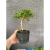 Sam hương nhỏ cao 5-12cm - Thơm ngát, giá ưu đãi 59.000 VNĐ, chất lượng cao 6