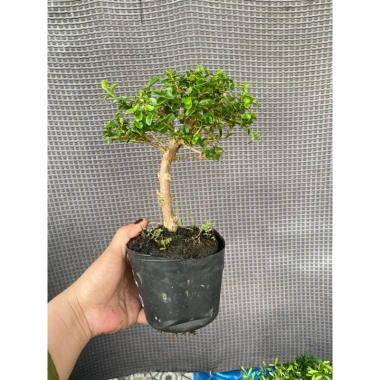 Sam hương nhỏ cao 5-12cm - Thơm ngát, giá ưu đãi 59.000 VNĐ, chất lượng cao