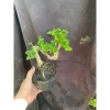 Sam hương nhỏ cao 5-12cm - Thơm ngát, giá ưu đãi 59.000 VNĐ, chất lượng cao 7