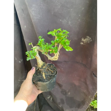 Sam hương nhỏ cao 5-12cm - Thơm ngát, giá ưu đãi 59.000 VNĐ, chất lượng cao