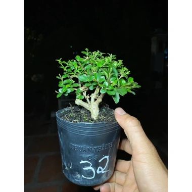 Sam hương nhỏ cao 5-12cm - Thơm ngát, giá ưu đãi 59.000 VNĐ, chất lượng cao