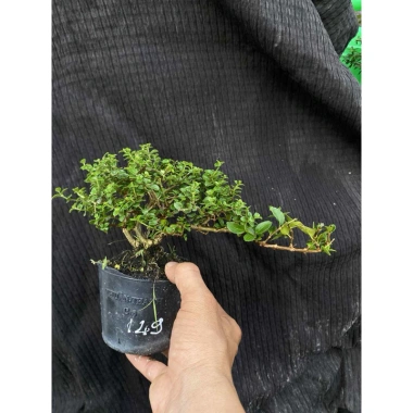 Sam hương nhỏ cao 5-12cm - Thơm ngát, giá ưu đãi 59.000 VNĐ, chất lượng cao