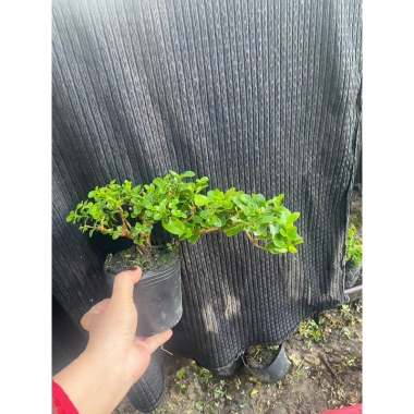 Sam hương tán mịn dáng bay mini cầm tay - Không kén đất, dễ chăm sóc, chỉ 95.000₫