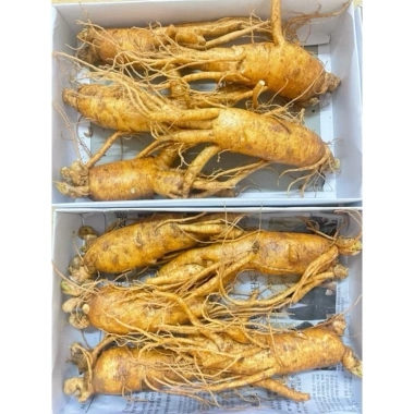 Sâm tươi Gây Rễ Ngấm Mật Ong 6 Năm Tuổi - Chuẩn Hàn Quốc, Lê Nga, Nhân Sâm Hàn Quốc 2 Sâm tươi Gây Rễ Ngấm Mật Ong 6 Năm Tuổi - Chuẩn Hàn Quốc, Lê Nga, Nhân Sâm Hàn Quốc 2