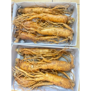 Sâm tươi Gây Rễ Ngấm Mật Ong 6 Năm Tuổi - Chuẩn Hàn Quốc, Lê Nga, Nhân Sâm Hàn Quốc 3 Sâm tươi Gây Rễ Ngấm Mật Ong 6 Năm Tuổi - Chuẩn Hàn Quốc, Lê Nga, Nhân Sâm Hàn Quốc 3