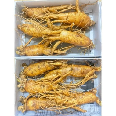 Sâm tươi Gây Rễ Ngấm Mật Ong 6 Năm Tuổi - Chuẩn Hàn Quốc, Lê Nga, Nhân Sâm Hàn Quốc
