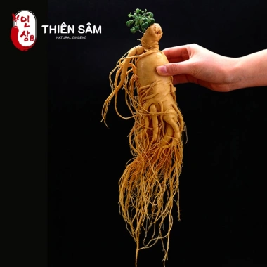 Sâm Tươi Hàn Quốc Geaumsan 4-8 tuổi - Nhập khẩu, bồi bổ sức khỏe - 28.275₫ 6 Sâm Tươi Hàn Quốc Geaumsan 4-8 tuổi - Nhập khẩu, bồi bổ sức khỏe - 28.275₫ 6