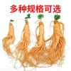 Sâm Tươi Trường Bạch Loại Lớn 300gr - Hoa Nhân, Ủ Rượu Nguyên Củ, Tăng Cường Sức Khỏe Sâm Đế Vương 6