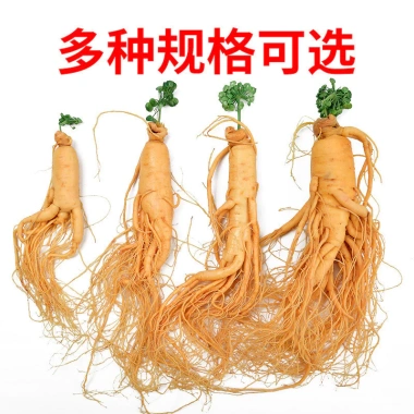 Sâm Tươi Trường Bạch Loại Lớn 300gr - Hoa Nhân, Ủ Rượu Nguyên Củ, Tăng Cường Sức Khỏe Sâm Đế Vương 6