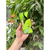 Samsung S23 5G bản Mỹ nguyên zin - 2 SIM, RAM 8/128GB, Snapdragon 8 Gen 2, giá chỉ 8,39 triệu 5