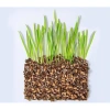 Sẵn Đất Cỏ Mèo Tự Trồng – Set Cho Mèo Tiêu Bùi Lông, Giá Chỉ 13.000 VND 5