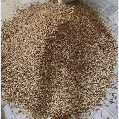 Sâu Canxi 1KG cho Gà Rutin, Hamster, Chim Cảnh và Cá Cảnh - Mộc Hoa Viên, Giá chỉ 17.899 VND