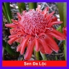 Sen đa lộc chậu cây cảnh sân vườn cao 30-60cm, chưa hoa, thích hợp trồng trong nhà và ngoài trời, giá ưu đãi 65.000 đồng
