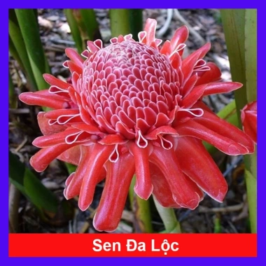 Sen đa lộc chậu cây cảnh sân vườn cao 30-60cm, chưa hoa, thích hợp trồng trong nhà và ngoài trời, giá ưu đãi 65.000 đồng