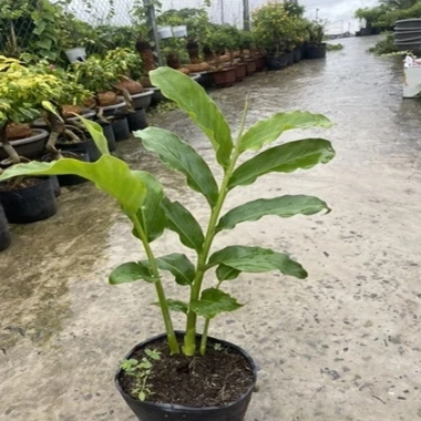 Sen đa lộc chậu cây cảnh sân vườn cao 30-60cm, chưa hoa, thích hợp trồng trong nhà và ngoài trời, giá ưu đãi 65.000 đồng