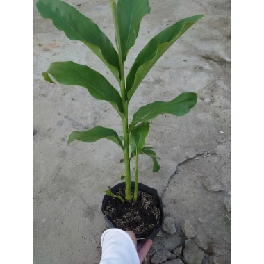 Sen đa lộc chậu cây cảnh sân vườn cao 30-60cm, chưa hoa, thích hợp trồng trong nhà và ngoài trời, giá ưu đãi 65.000 đồng