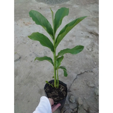 Sen đa lộc chậu cây cảnh sân vườn cao 30-60cm, chưa hoa, thích hợp trồng trong nhà và ngoài trời, giá ưu đãi 65.000 đồng