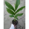 Sen đa lộc chậu cây cảnh sân vườn cao 30-60cm, chưa hoa, thích hợp trồng trong nhà và ngoài trời, giá ưu đãi 65.000 đồng 8