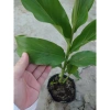 Sen đa lộc chậu cây cảnh sân vườn cao 30-60cm, chưa hoa, thích hợp trồng trong nhà và ngoài trời, giá ưu đãi 65.000 đồng 9