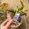 Sephora US Nước hoa mini Gucci Flora Gorgeous Magnolia fullbox - Giá ưu đãi 310.000đ