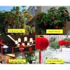 Sét 30 quả cầu đỏ nhung treo tết – cây mai, cây đào Bính Ngọ 2.026, 55.000₫ 5