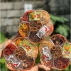 Set Khô Lục Vị Tết 2.026 - Hương Vị Truyền Thống, Giảm Giá Đặc Biệt 160k 6