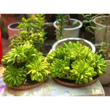 Sét quả Phật Thủ tươi, ngũ quả đầy đủ, giá ưu đãi 225.000đ - Đẹp cho mọi gia đình ngày Tết