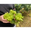 Sét quả Phật Thủ tươi, ngũ quả đầy đủ, giá ưu đãi 225.000đ - Đẹp cho mọi gia đình ngày Tết 3