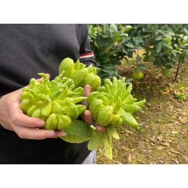 Sét quả Phật Thủ tươi, ngũ quả đầy đủ, giá ưu đãi 225.000đ - Đẹp cho mọi gia đình ngày Tết 3 Sét quả Phật Thủ tươi, ngũ quả đầy đủ, giá ưu đãi 225.000đ - Đẹp cho mọi gia đình ngày Tết 3