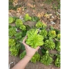 Sét quả Phật Thủ tươi, ngũ quả đầy đủ, giá ưu đãi 225.000đ - Đẹp cho mọi gia đình ngày Tết 5