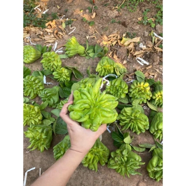 Sét quả Phật Thủ tươi, ngũ quả đầy đủ, giá ưu đãi 225.000đ - Đẹp cho mọi gia đình ngày Tết