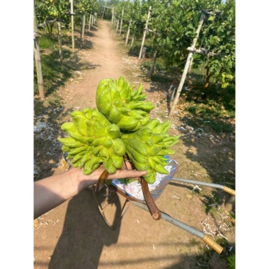 Sét quả Phật Thủ tươi, ngũ quả đầy đủ, giá ưu đãi 225.000đ - Đẹp cho mọi gia đình ngày Tết