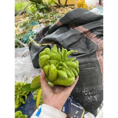 Sét quả Phật Thủ tươi, ngũ quả đầy đủ, giá ưu đãi 225.000đ - Đẹp cho mọi gia đình ngày Tết
