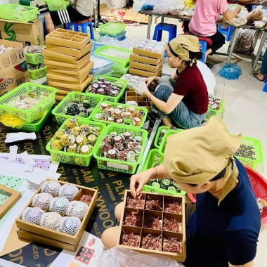 Set Quà Tết 2.026 OCOP An Toàn - Hộp Quà Sang Trọng Trà Bánh Mứt Giá 350k
