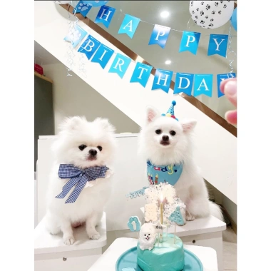 Set sinh nhật thú cưng chó mèo - mũ, yếm, banner, bóng bay, nơ cổ, tiệc ngay 3 Set sinh nhật thú cưng chó mèo - mũ, yếm, banner, bóng bay, nơ cổ, tiệc ngay 3