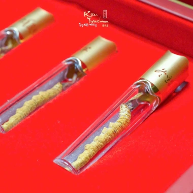 SET Trải Nghiệm Đông Trùng Hạ Thảo Na Khúc Tây Tạng 5 Con - Bộ 3 Vương Dược - Giá ưu đãi 2,7 triệu