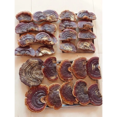 Sỉ 2kg Nấm linh chi rừng (nấm Hồng chi) thái lát - Giá 80.000 VND