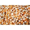 Sỉ 5kg Bắp Rang Bơ, Bắp Nổ Bỏng, Ngô Nổ Bỏng, Hạt Ngô Mỹ Giá Sỉ 47k 2