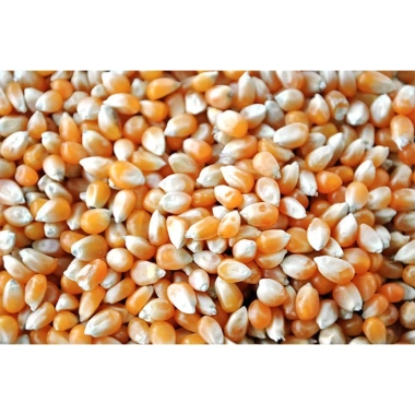 Sỉ 5kg Bắp Rang Bơ, Bắp Nổ Bỏng, Ngô Nổ Bỏng, Hạt Ngô Mỹ Giá Sỉ 47k 2
