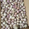 Sỉ 5kg tỏi cô đơn đều củ - Giá siêu rẻ 579k, ảnh thật, chất lượng bảo đảm